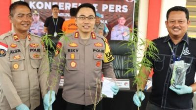 Polisi asat jumpa pers kasus ganja di Bintan